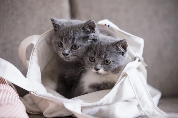 Britse korthaar, kitten, schoot binnenshuis — Stockfoto