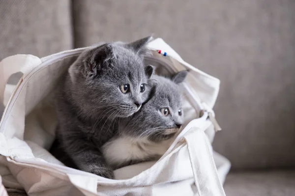 Britânico Shorthair, gatinho, tiro dentro de casa — Fotografia de Stock