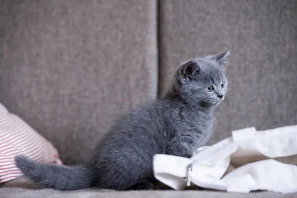 Britská krátkosrstá kočka, kotě, střílel uvnitř — Stock fotografie