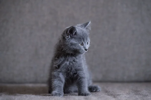 British Shorthair, kitten, shot indoors — Stock Photo, Image