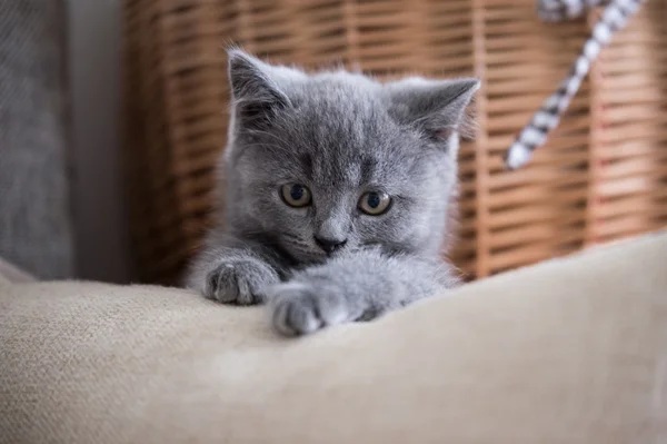 British Shorthair, chaton, tourné à l'intérieur — Photo