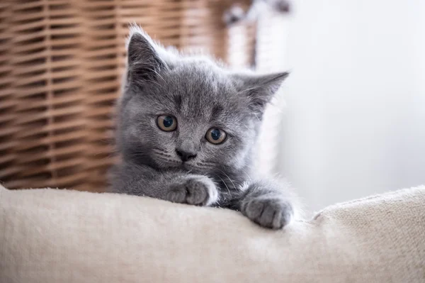 British Shorthair, chaton, tourné à l'intérieur — Photo