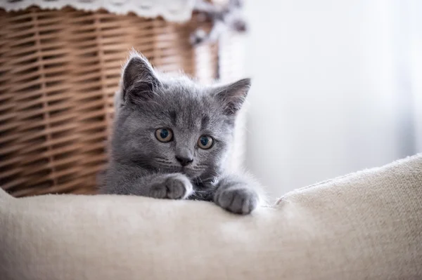 영국 Shorthair, 고양이, 실내 촬영 — 스톡 사진