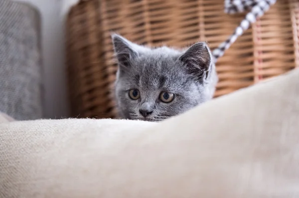 Британского стриптизера, котенка, застрелили в помещении — стоковое фото