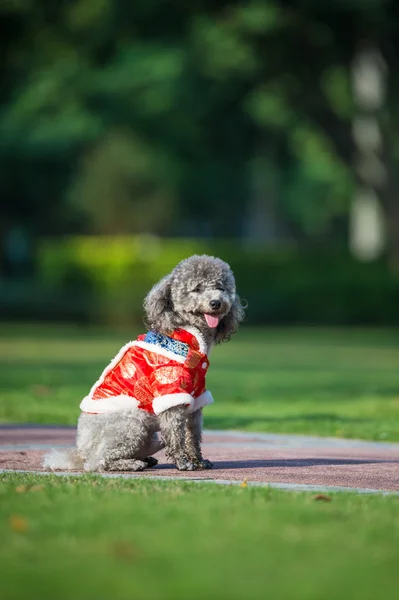 Poodles spela i gräset — Stockfoto