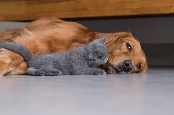 Golden Retriever och korthår kattunge — Stockfoto