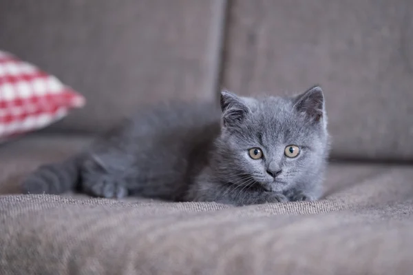 El gatito gris taquigrafía —  Fotos de Stock