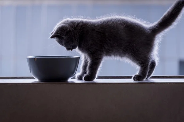 Korthaar kitten en voedsel kom — Stockfoto