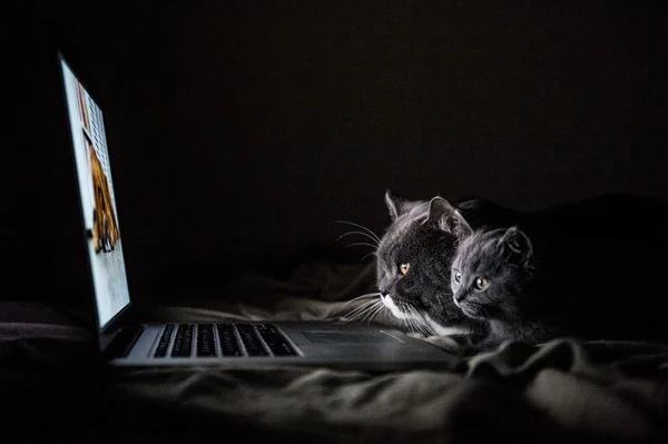 Deux chats regardant un écran d'ordinateur — Photo