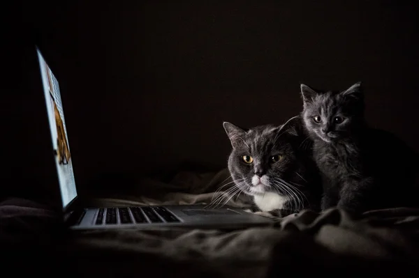 Two cats looking at a computer screen