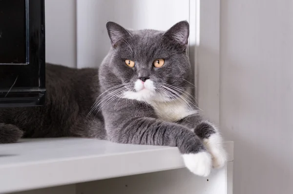 British Shorthair, shot indoors — Stock Photo, Image