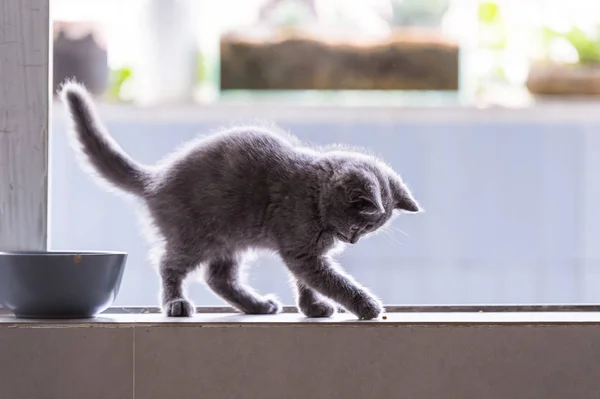 Korthaar kitten genomen overdekt — Stockfoto