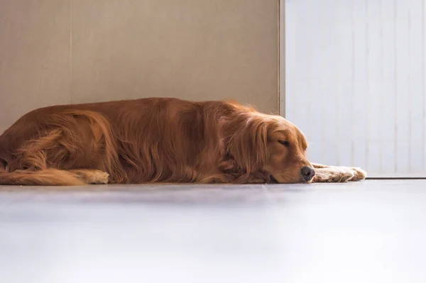 Golden retriever, prise à l'intérieur — Photo