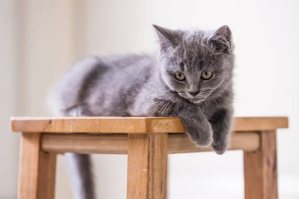 Brits korthaar kitten in het spel — Stockfoto