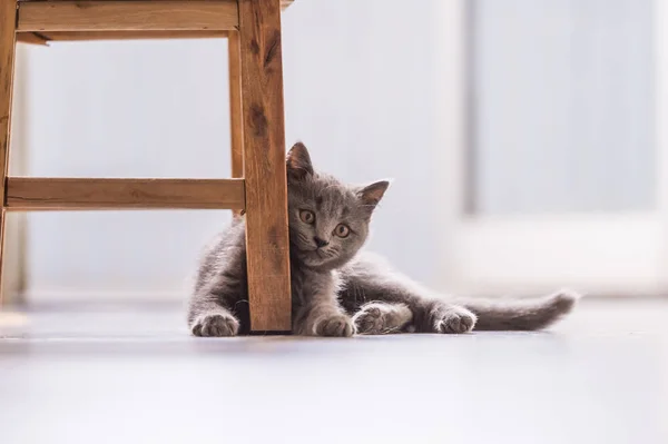 Britská krátkosrstá kočka kotě ve hře — Stock fotografie