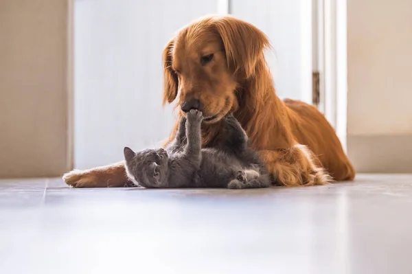 Golden retrievers e Britânico shorthair — Fotografia de Stock