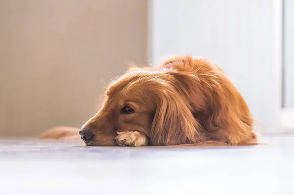 Golden retriever, tomada en el interior — Foto de Stock