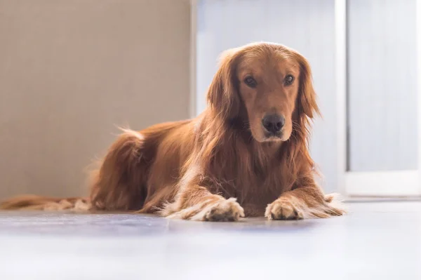 Golden retriever, tomada en el interior — Foto de Stock