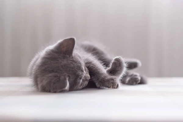 El gatito gris taquigrafía —  Fotos de Stock