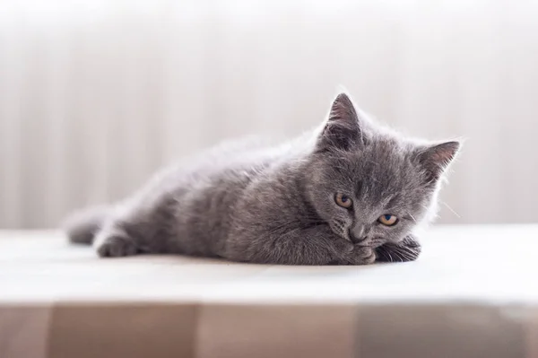 Kočička šedá Těsnopis — Stock fotografie