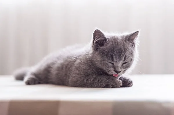 Den grå korthår kattungen — Stockfoto