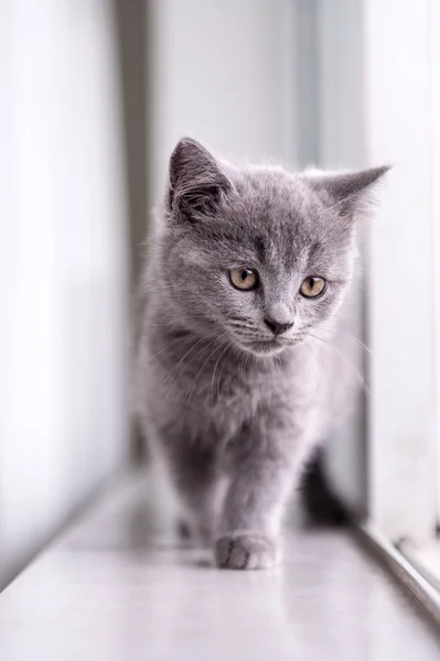 El gatito gris taquigrafía — Foto de Stock