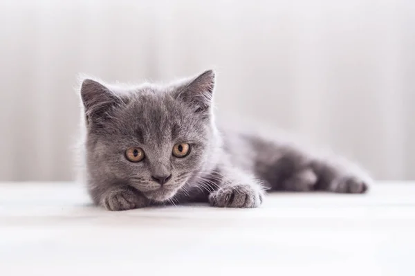 El gatito gris taquigrafía — Foto de Stock