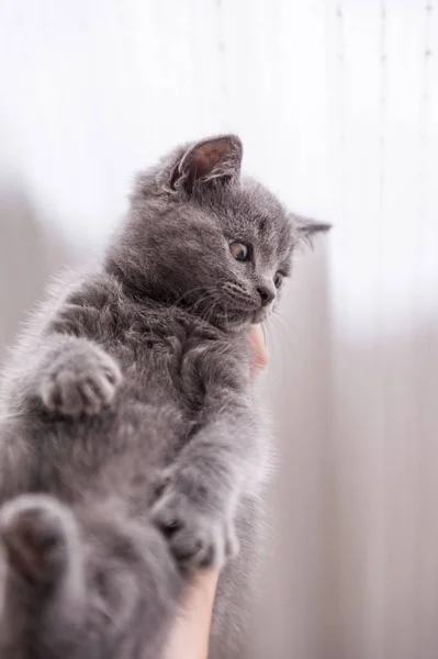 O gatinho cinza shorthair — Fotografia de Stock