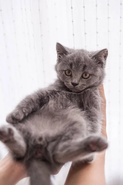 O gatinho cinza shorthair — Fotografia de Stock