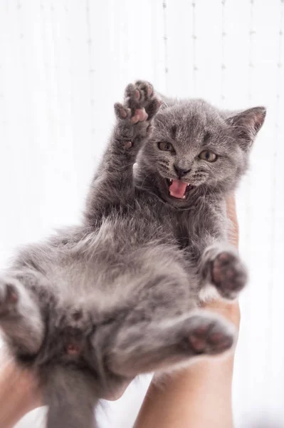 Den grå kortformen kattunge – stockfoto