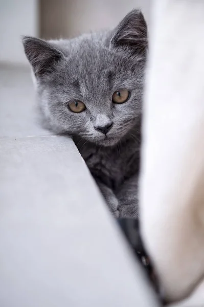 Kočička šedá Těsnopis — Stock fotografie