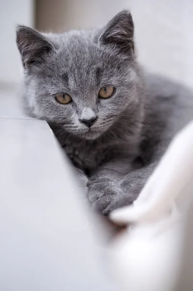Gri stenografi kedi yavrusu — Stok fotoğraf