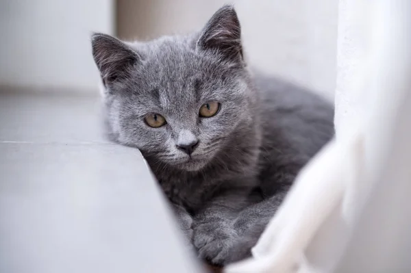 Серый короткошерстный котенок — стоковое фото
