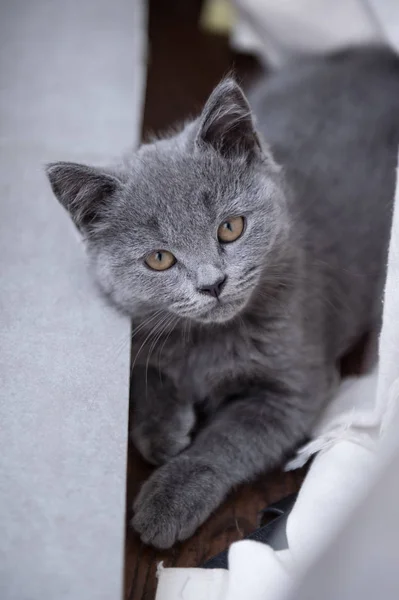 Сірий короткошерстий кошеня — стокове фото