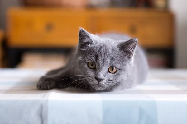 El gatito gris taquigrafía — Foto de Stock