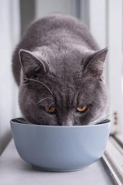 British Shorthair, girato in casa — Foto Stock