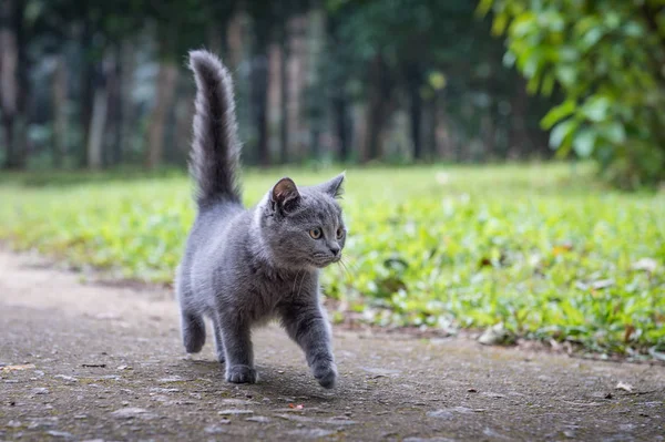 야외 공원에 고양이 — 스톡 사진