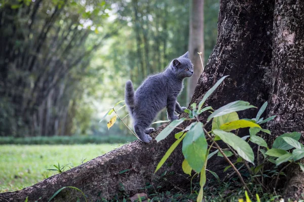 Kotě v venkovní park — Stock fotografie