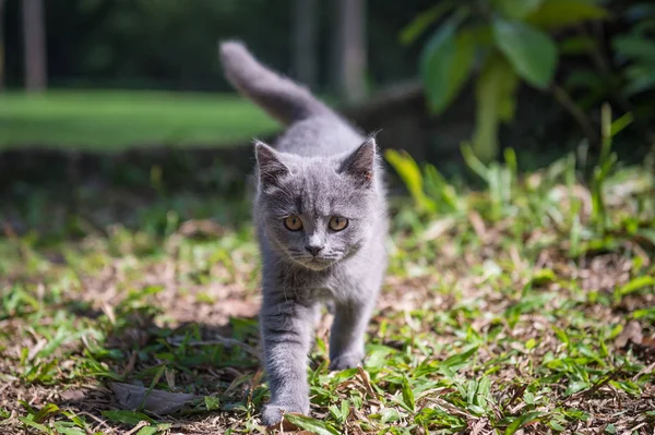 Kotek w odkryty park — Zdjęcie stockowe
