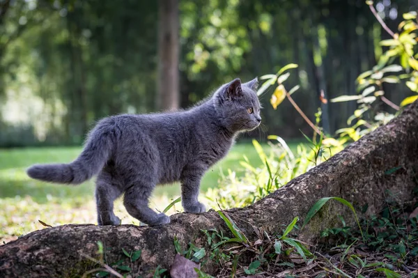 户外公园里的小猫 — 图库照片