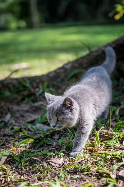Το γατάκι σε ένα υπαίθριο πάρκο — Φωτογραφία Αρχείου