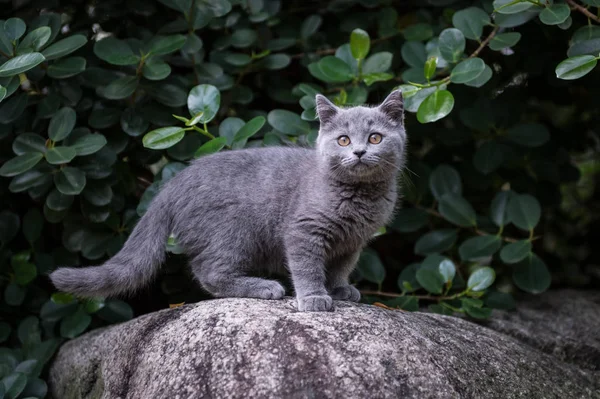 Kotek w odkryty park — Zdjęcie stockowe