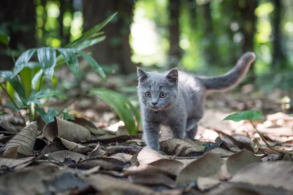 O gatinho no parque ao ar livre — Fotografia de Stock