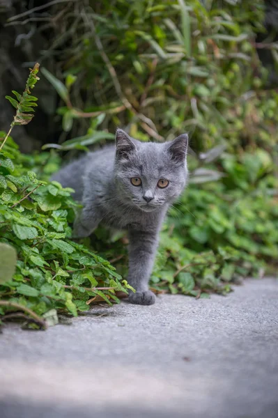 户外公园中的小猫 — 图库照片