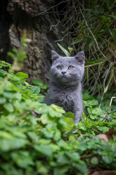 户外公园中的小猫 — 图库照片