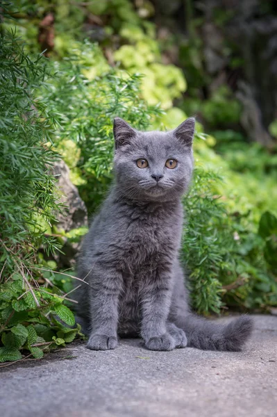 The kitten in the outdoor park — Stock Photo, Image