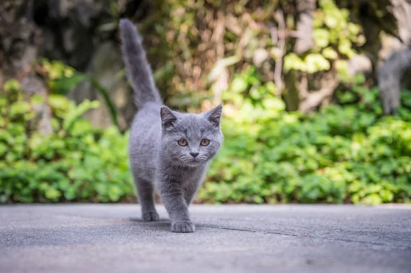 O gatinho no parque ao ar livre — Fotografia de Stock