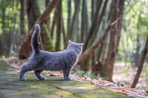 야외 공원에서 고양이 — 스톡 사진