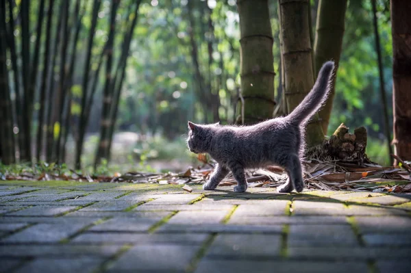 야외 공원에서 고양이 — 스톡 사진