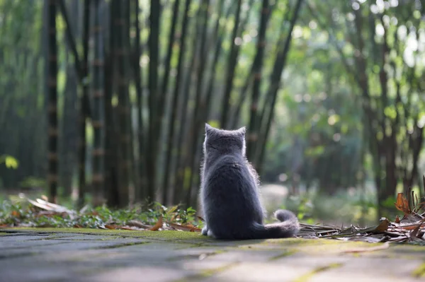 户外公园中的小猫 — 图库照片